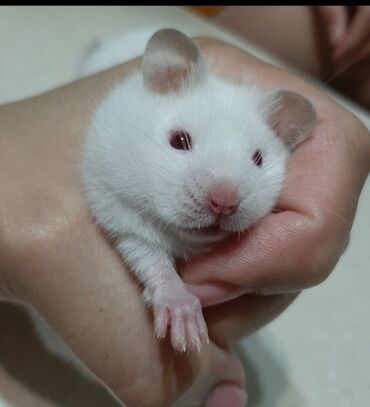 клетка для крысы: ПРОДАЮ СИРИЙСКИХ ХОМЯЧКОВ,А ТАК ЖЕ КЛЕТКИ,КОРМ,ОПИЛКИ,ПРОГУЛОЧНЫЕ