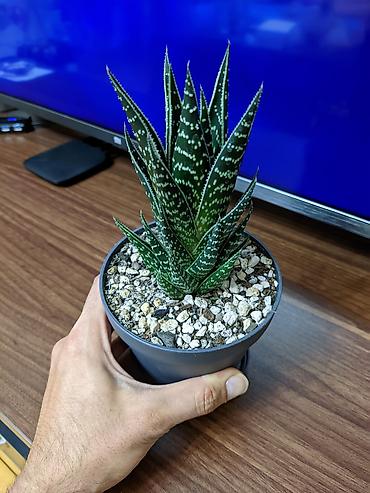 xoruz otu bitkisi: Aloe "Tiki tahi". Hibrid aloe növüdü. Baxımı çox sadə. Sumqayıt — 4