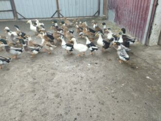 Ördəklər: İsdeye görə dəyişir .Müddəti isdeses təmizlənmiş de -da lalafo.az — 11 Ördəklər: İsdeye görə dəyişir .Müddəti isdeses təmizlənmiş de — 11