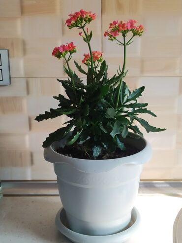 Otaq bitkiləri: Otaq bitkiləri — 18