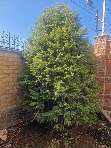 Спил деревьев, заготовка дров: Обрезка деревьев!!! Сезонная обрезка плодовых деревьев!!! Зима — 26