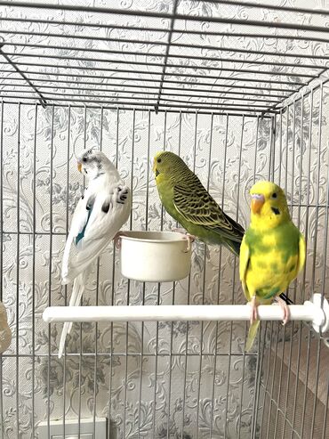 зоомагазин бишкек птицы: ️Снизили цену‼️ Продаются волнистые попугаи 🦜 Только все 3попугая и