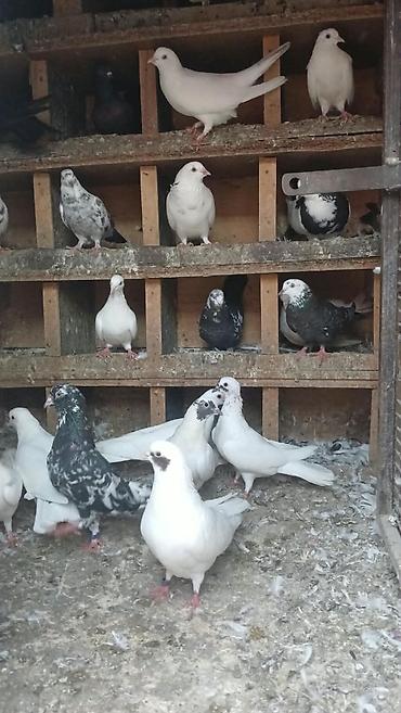 goyercinler: Salam qiymətdə razılaşma olacağ xaricə getdiyim üçün təcilli satılır — 2