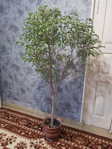 фикус для офиса: Фикус Бенджамина в напольном горшке. Особенности и уход: -