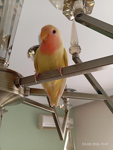 неразлучник: 🐦 Sevgi (nerazlucnik) papuqayı balaları satılır 🐣 1 ay yarımlıqdılar — 2