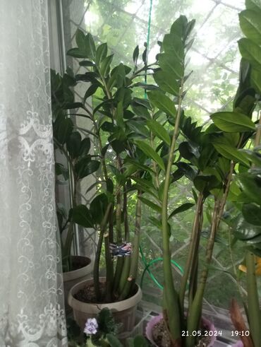 Другие комнатные растения: Замиокулькус или денежное дерево рост до 95 см. по отдельности