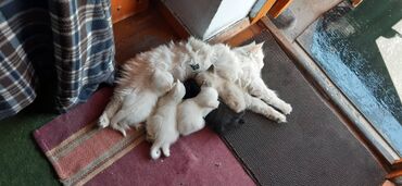 шотландская кошка шиншилла: Кошка даром: Беспородная, Мальчик