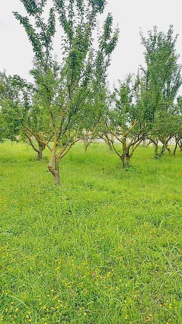 Torpaq sahələrinin satışı: 24 sot, Tikinti, Mülkiyyətçi, Kupça (Çıxarış) — 10