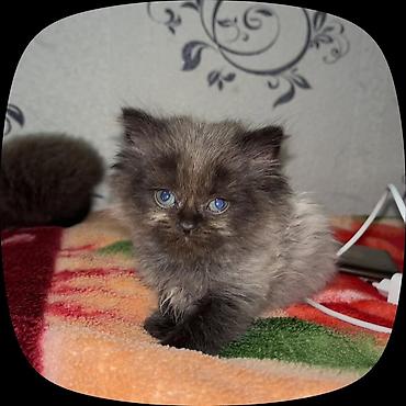 en boyuk it cinsleri: Şotland, Dişi — 5