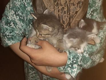 сухой корм для кошек: Котята, помёт из 4 малышей. - Окрас: серо-белые (несколько оттенков) — 5