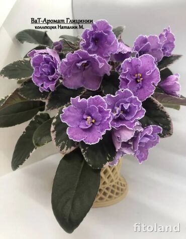 Фиалки и глоксинии: 🌱🌺🌱 Продаю сортовые ДЕТКИ стандартных фиалок🌱🌺🌱. Цены от 80-150 сом — 6