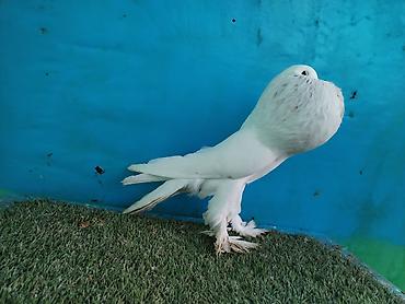 Göyərçinlər: Satilir pomeran Dutular 2 Cut Var cutu 120 Manatdi Bir cut Ag Qara Var — 23