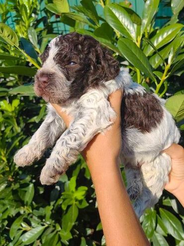 Psi: Lagotto Romagnolo štenci Odgajivačnica "Bellgotto" 7522 sa — 7