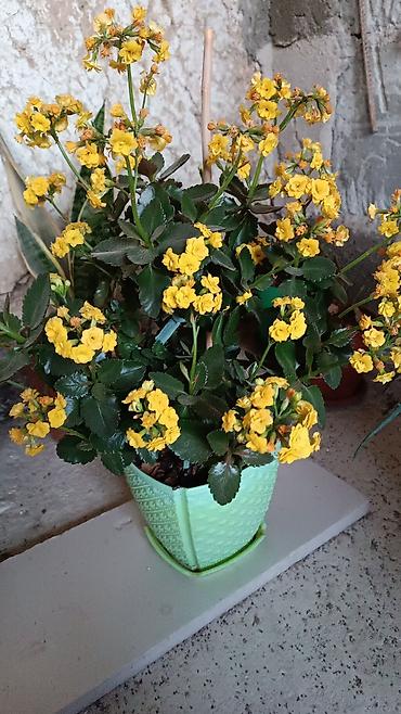 Другие комнатные растения: Комнатные растения — набор 1) Бегония (черенок/молодое растение в — 8