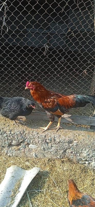 Куры, петухи: Продаю | Петух | Домашняя | На забой — 6