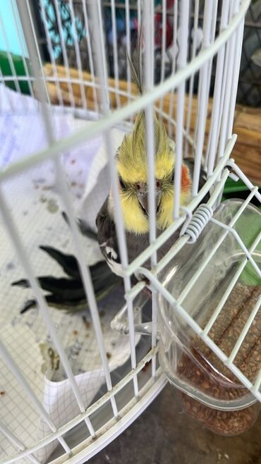 Tutuquşları: Ağ rəngli qəfəsdə olan boz və sarı rəngli Corella tutuquşu. Evdə