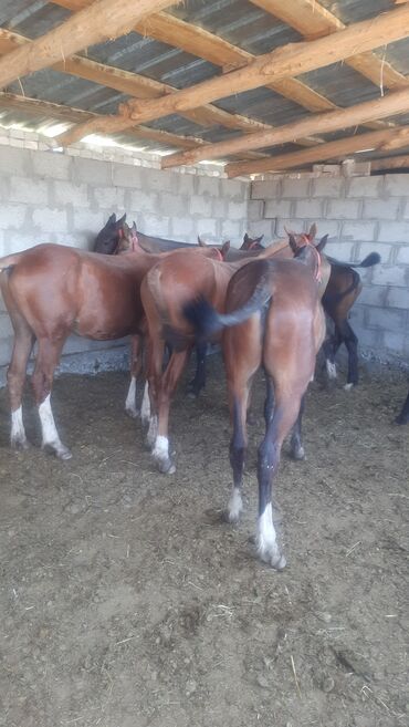 лошадь кыргызстан: Продаю | Кобыла (самка), Конь (самец), Жеребец | Дончак | Для разведения