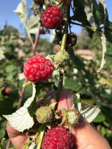 Продажа домов: Дача, 55 м², 5 комнат, Старый ремонт — 14