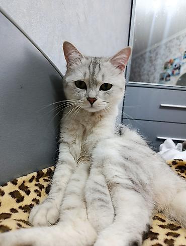 Мышыктар: 1 жаш, Эркек, Күмүш өңдүү шиншилла, Лотокко барууга үйрөтүлгөн — 1