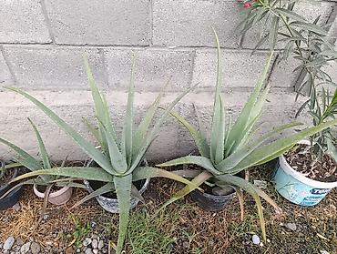 купить перлит: Алоэ вера (Aloe barbadensis) в горшках - Крупные взрослые розетки с — 2
