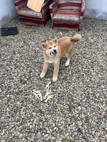 İtlər: Akita-inu, 3 ay, Erkek, Pulsuz çatdırılma — 7