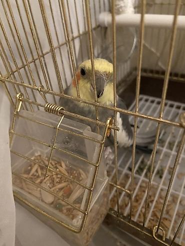 Quşlar: Nimfa (Cockatiel) tutuquşu– Danışmağı çox sevir qəfəsi və bütün — 2