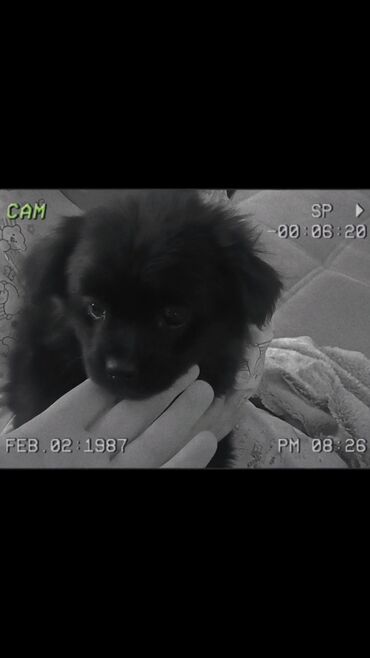 İtlər: Pekines, 2 ay, Dişi, Peyvəndli, Ünvandan götürmə