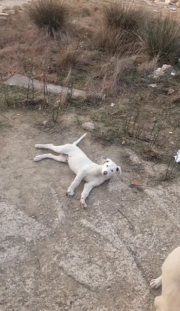 İtlər: 3 ay, Erkek, Pulsuz çatdırılma — 9