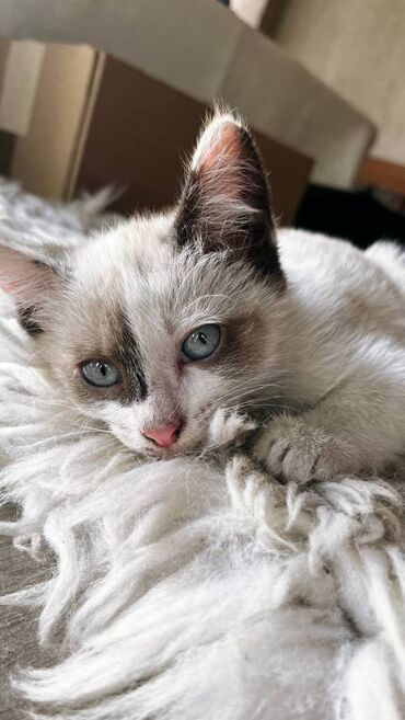 куплю сиамского котенка: Кошка даром: Сиамская, 3 месяца, Девочка, Метис