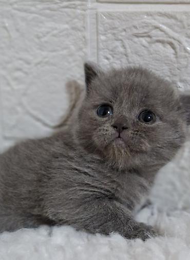 Продажа кошек: Продаётся шотландская девочка,скоттиш-страйт,возраст 1,5 — 10