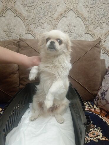 İtlər: Pekines, 2 il, Dişi, Peyvəndli, Ünvandan götürmə, Ödənişli çatdırılma — 2