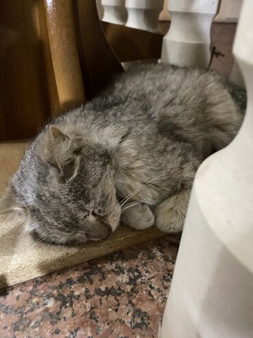 дизель отдам даром: В добрые руки уличная кошка