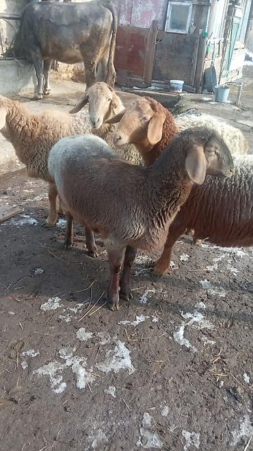 Баран, овца: Продаю | Овца (самка) | Романовская | Для разведения | Ярка — 4