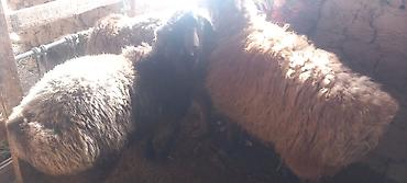 Баран, овца: Продаю | Овца (самка) | Для разведения — 10