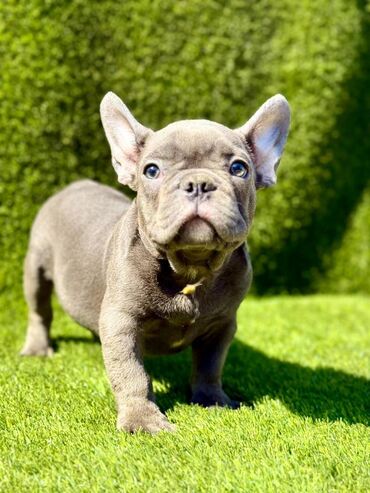 Psi: Odgajivačnica La Casa de Frida – FC Srbija Predstavlja prelepe štence — 7