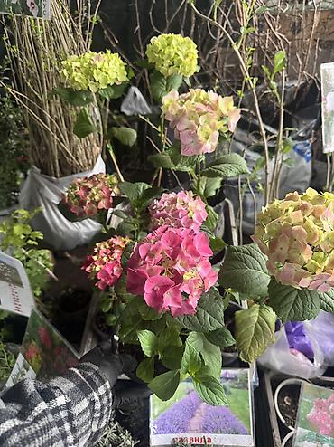Другие садовые цветы и кустарники: В наличии метельчатые и крупно листовые гортензиии .все сорта есть — 15