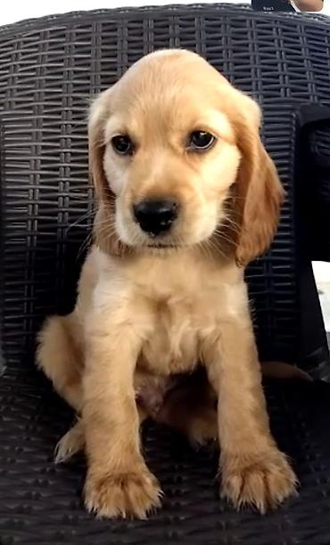 adamcıl it: Labrador-retriver, 2 ay, Erkək — 1