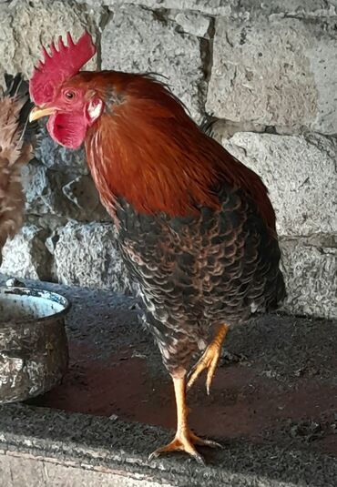 Xoruzlar: Xoruz, il: <1 — 5