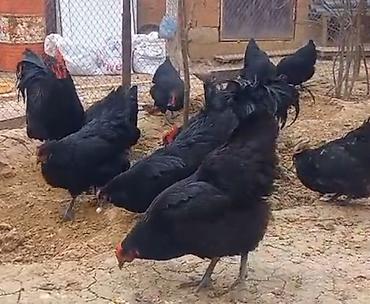 Toyuqlar: Toyuq, Ətlik -da lalafo.az — 10 Toyuqlar: Toyuq, Ətlik — 10