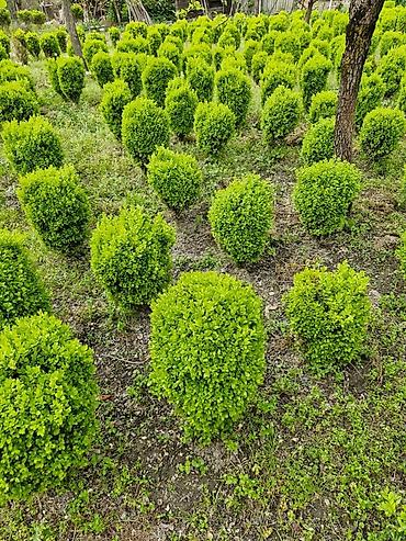 agac satisi baki: Buxus (şimşir) dekorativ kolları – formal heykəllər və canlı hasarlar — 9