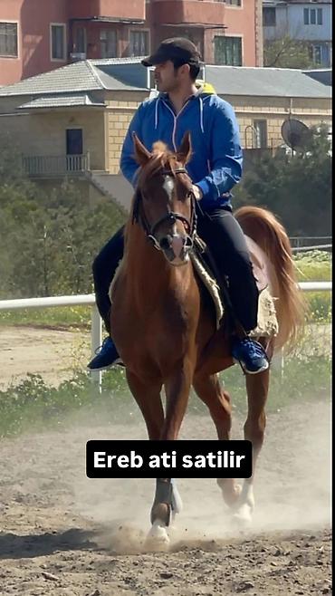 Satisda ereb ingilis dilboz ati var heresininde ayri ayri qiymetleredi lalafo.az -da Satisda ereb ingilis dilboz ati var heresininde ayri ayri qiymetleredi