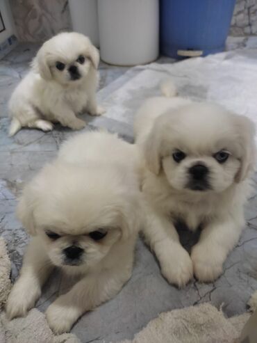 pekines cutlesdirmek: Pekines