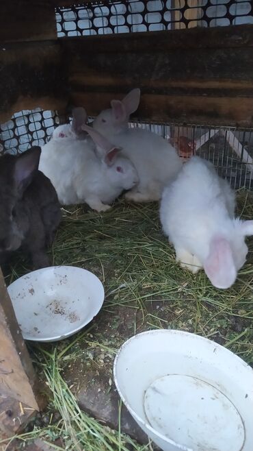 Кролики: Продаю | Крольчиха (самка) | Белый великан | Для разведения | Племенные