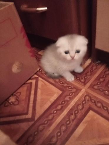 su qablari: Şotland qıvrımqulaq balaları - Cins: Scottish Fold (qıvrım qulaqlı) - — 10