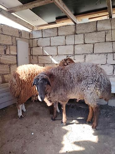 kənd təsərrüfatı heyvanları: 10 aylıq kok cins erkey heyvanlar satlir diri ceki 9 manat - — 3