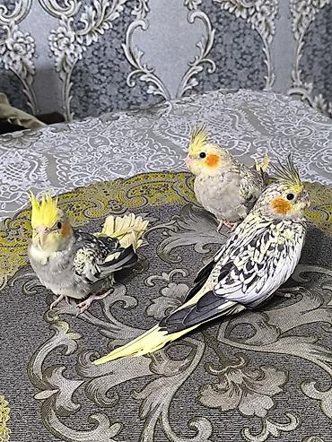 sari qus: Nymph parakit (cockatiel) dəstəsi – 3 ədəd, lutitno/opaline naxışlı — 2