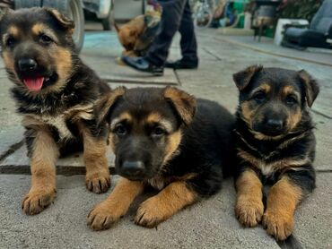 кролики декоративные купить: Продаются щенки немецкой овчарки 🐶 Родились 3 сентября. В помёте 2