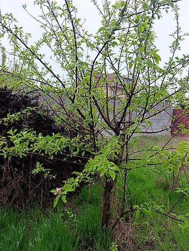 Слива: Саженцы плодовых деревьев (садовые Черешня кокон гилас 5штук Абрикос — 3