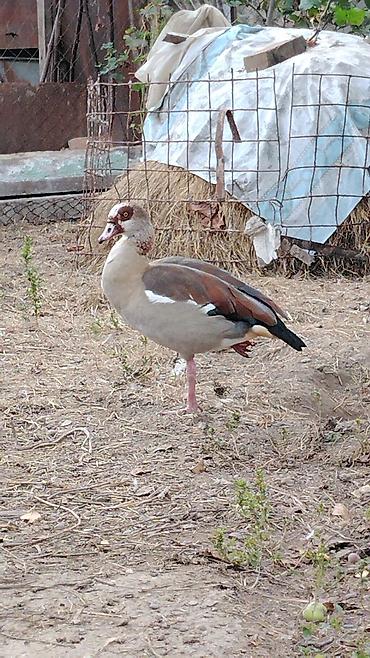 balaca it cinsləri: Misir qazıdır (Nil qazı da deyilir) (Egyptian Goose). Evcilləşdirib — 3