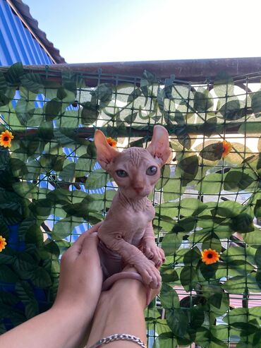 котята в баку: Sfinks, Erkək, Yaxşı əllərə, Ünvandan götürmə
